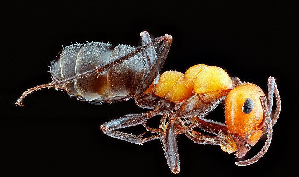 Ant Control service in Kansas City, MO