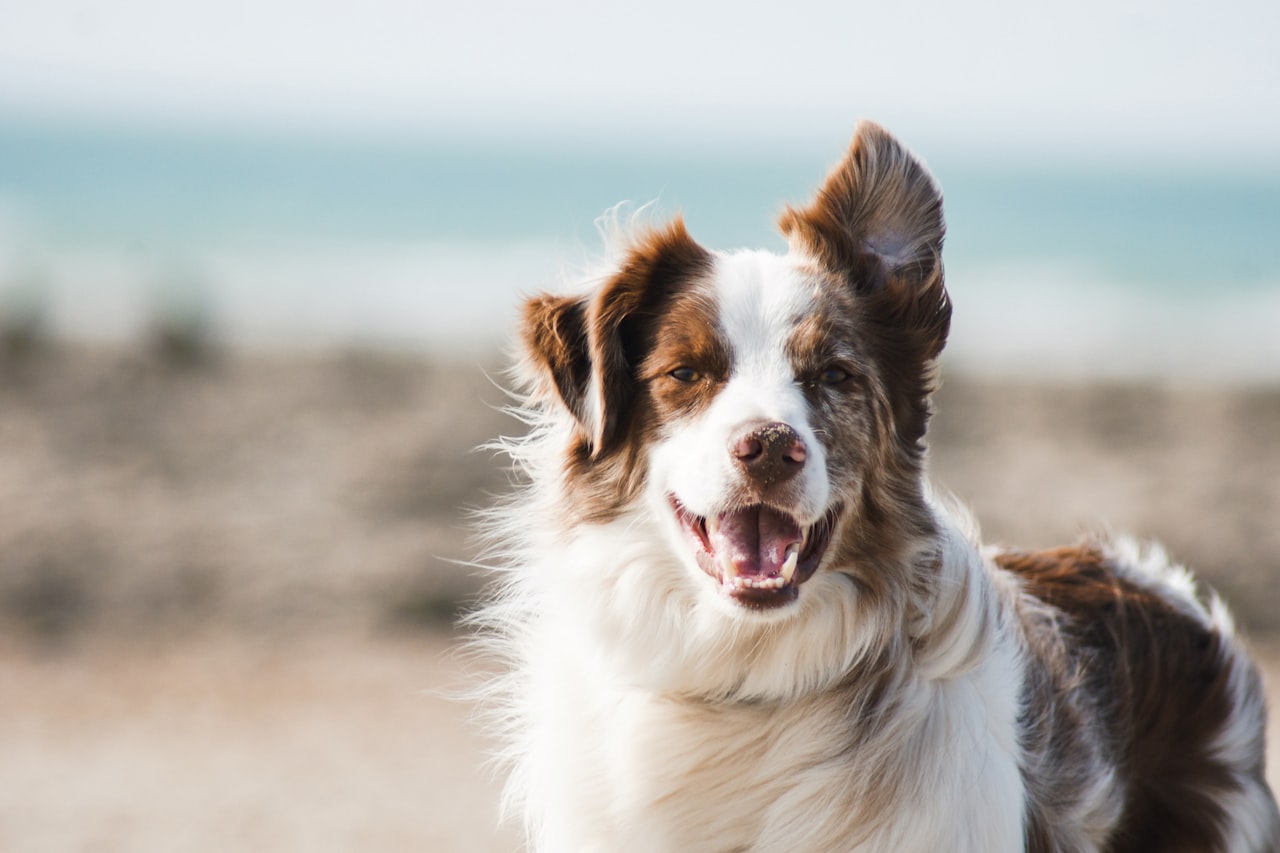 Flea & Tick Control service in Kansas City, MO
