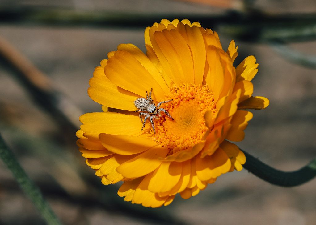 Spider Control service in Kansas City, MO